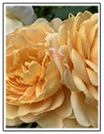 Roberta Jordan - Kelowna Lawyer