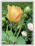 Roberta Jordan - Vernon Lawyer